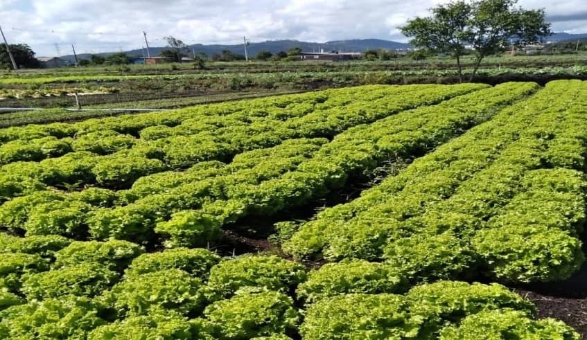Foto: Os recursos serão destinados à recuperação da capacidade produtiva e à retomada das atividades agropecuárias. Foto: Gove